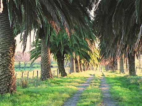 Camino de tierra entre dos hileras de palmeras, con la luz del atardecer.