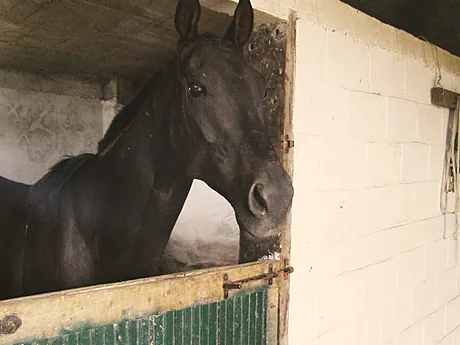 Caballo negro asomado desde la puerta de su box.