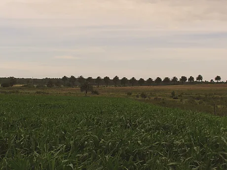 Campo verde con el horizonte de palmeras al fondo.