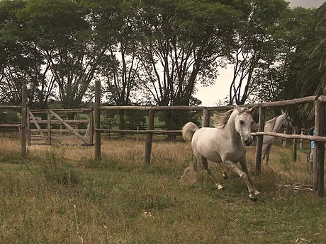 Caballo blanco corriendo junto a la tranquera, entre los árboles.