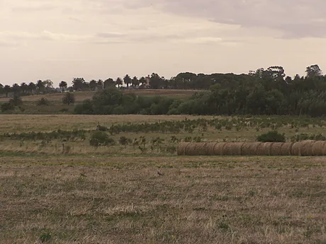 Praderas del establecimiento con los fardos de pasto.
