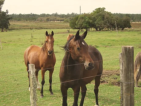 Dos caballos marrones acercándose al alambrado.