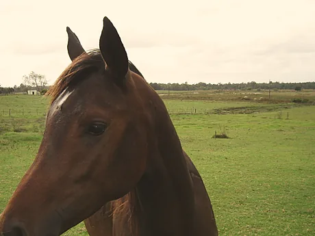 Retrato de un caballo marrón con el campo abierto de fondo.