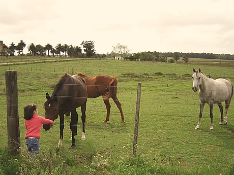 Una niña acaricia a los caballos junto al alambrado.