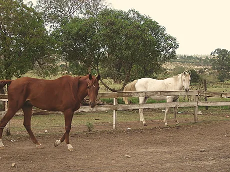 Dos caballos descansando junto a los palenques.
