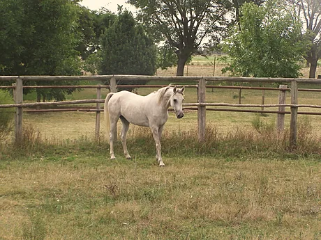 Caballo blanco en el corral, rodeado de árboles.