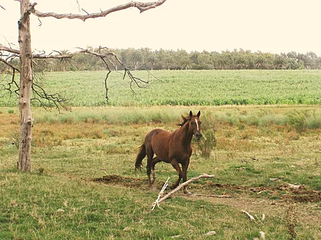 Caballo marrón caminando por el campo, junto a un árbol seco.