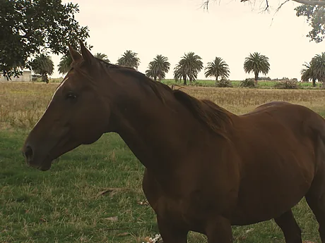Retrato de un caballo marrón con una hilera de palmeras al fondo.