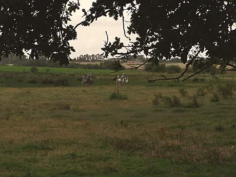 Campo abierto entre los montes, con animales pastando a lo lejos.