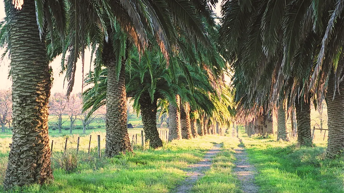 Camino de tierra entre dos hileras de palmeras al atardecer, en el campo de Piedra del Toro.