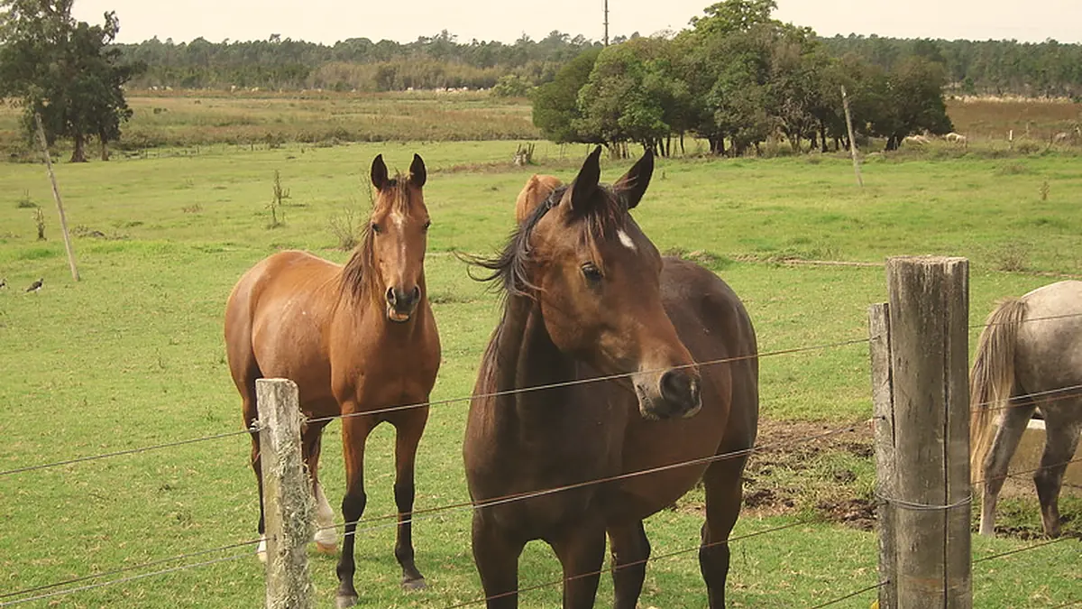 Dos caballos junto al alambrado, en el campo de Piedra del Toro.