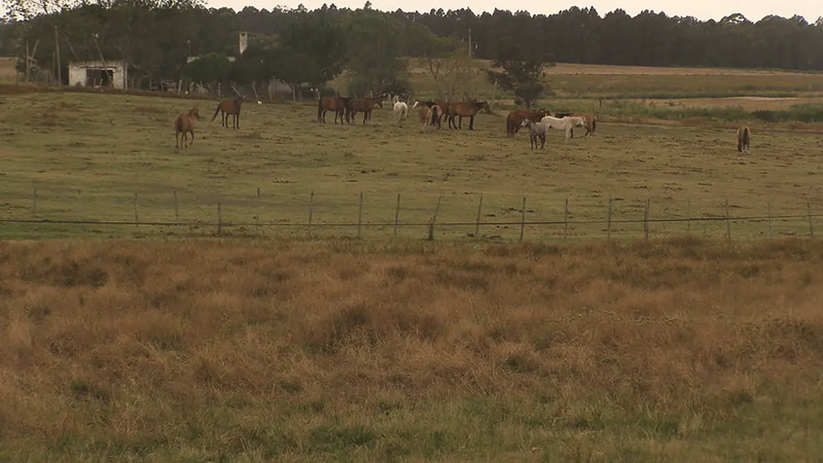 Caballos pastando en el campo abierto de Piedra del Toro.