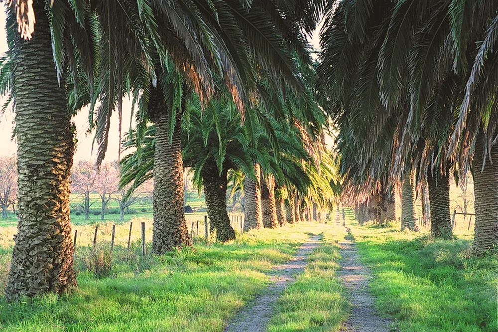 Camino de tierra entre palmeras, con la luz del atardecer.