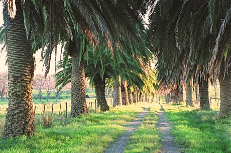 El camino entre palmeras del establecimiento.
