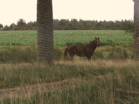 Caballo entre las palmeras del campo.