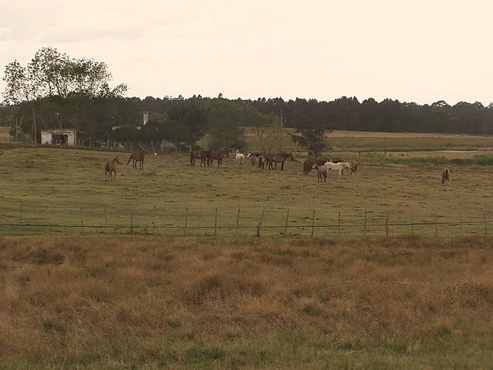 Caballos pastando sueltos en el campo abierto de Piedra del Toro.