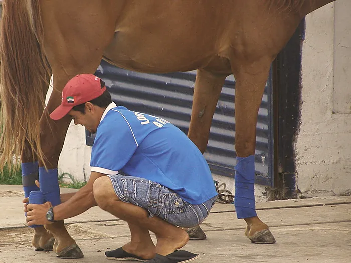 Vendaje de la pata de un caballo durante una atención veterinaria.